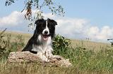 BORDER COLLIE 053